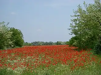 Ásotthalom
