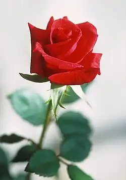 Rose rouge, symbole de l'amour