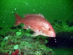 Lutjanus campechanus