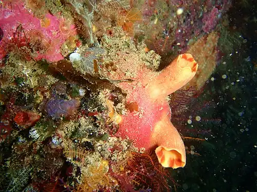 Ascidia incrassata (Ascidiidae)