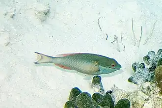Sparisoma aurofrenatum