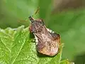Reduviidae: Phymata crassipes, Italie
