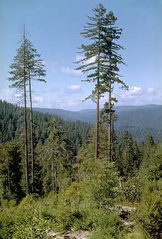 Séquoias à feuilles d'if dans le Parc d'État de Big Basin Redwoods.