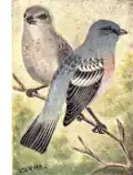 Planche zoologique