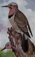Planche zoologique