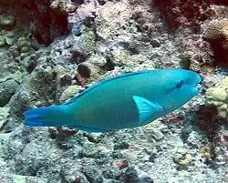 Chlorurus perspicillatus