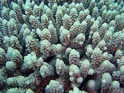 Chez le corail (Acropora sp.), des polypes vivent en colonies et bâtissent un squelette calcaire commun.