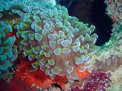 Euphyllia ancora