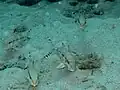 Mullidae non identifié