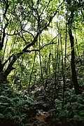 Forêt tropicale à ’Eua.