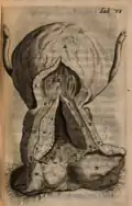 Illustration anatomique N°6. FF : Lacunes du corps glandulaire. GG : La longueur et l'épaisseur de la prostate ou du corps glandulaire.