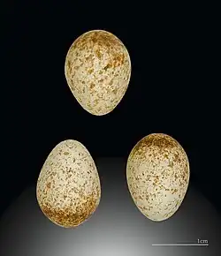 Photographie de trois œufs blancs tachetés de brun présentés sur un fond neutre. Une indication d'échelle permet de constater que chaque œuf mesure environ 1 cm sur 1,5 cm.