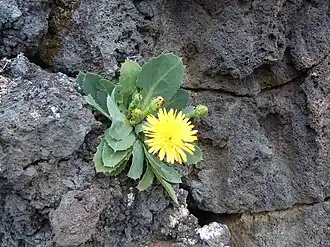 Reichardia famarae.