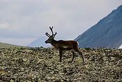 Un renne sur un terrain rocailleux.