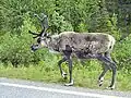 Caribou.