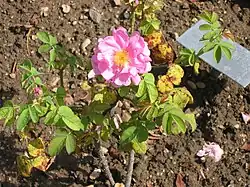 Rosiers anciens.