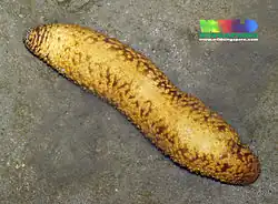 Holothuria notabilis