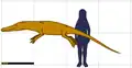 Remingtonocetus à la même échelle qu’un être humain (la barre noire représente 1&nbsp;m).