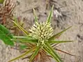 inflorescence de Remirea maritima à l'anthèse