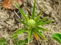 jeune inflorescence de Remirea maritima
