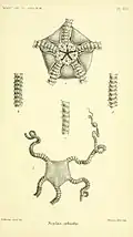 Neoplax ophiodes