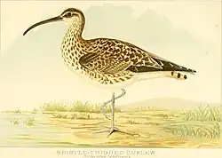 Illustration d'un Courlis d'Alaska, un oiseau limicole de la taille d'une corneille, de couleur crème tachetée de brun, avec de longues pattes et un long bec recourbé.