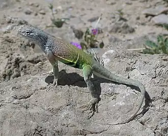 Description de l'image Reptile tx usa.jpg.