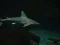 Un requin