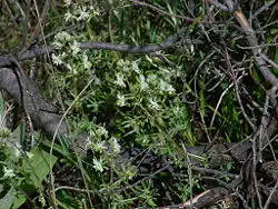 Réséda RaiponceReseda phyteuma