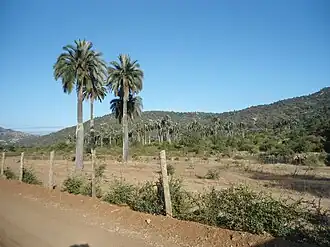 Chépica