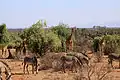 Faune de la réserve nationale de Samburu