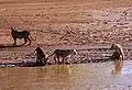Lionnes à la rivière Ewaso Ngiro dans la réserve nationale de Samburu