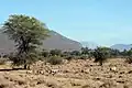 Paysage de la réserve nationale de Samburu