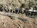 Travaux de fascinage par les APFM pour fixer le sol après incendie en Forêt Domaniale des Maures, 2003.