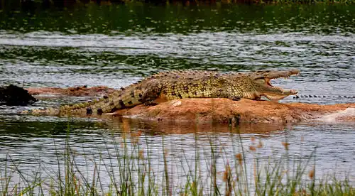 Crocodile du Nil.