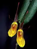 Restrepia falkenbergii