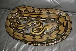 un python réticulé