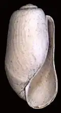Coquille de Retusa obtusa (en).