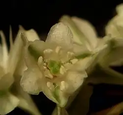 Fleur.