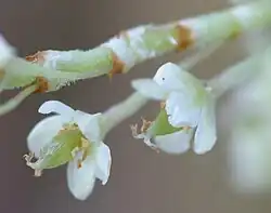 Fleur.
