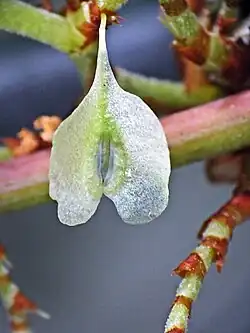 Fruit.