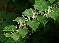 Reynoutria japonica