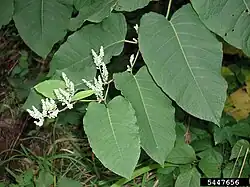 Reynoutria sachalinensis