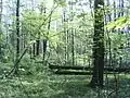 Réserve naturelle de Las Bielański