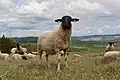 Mouton de la Rhön.