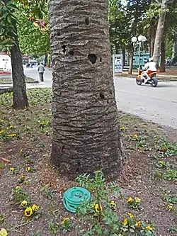 Pièges pour charançon rouge des palmiers