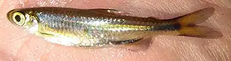 Description de l'image Rhabdalestes maunensis 22569367.jpg.