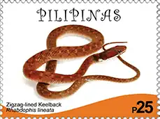 Description de l'image Rhabdophis lineatus.jpg.