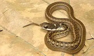 Description de l'image Rhabdophis spilogaster (KU 327287) from Barangay Dibuluan, San Mariano - ZooKeys-266-001-g093.jpg.