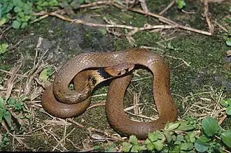 Description de l'image Rhabdophis_swinhonis_1997.jpg.